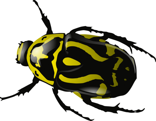 bug insect beetle