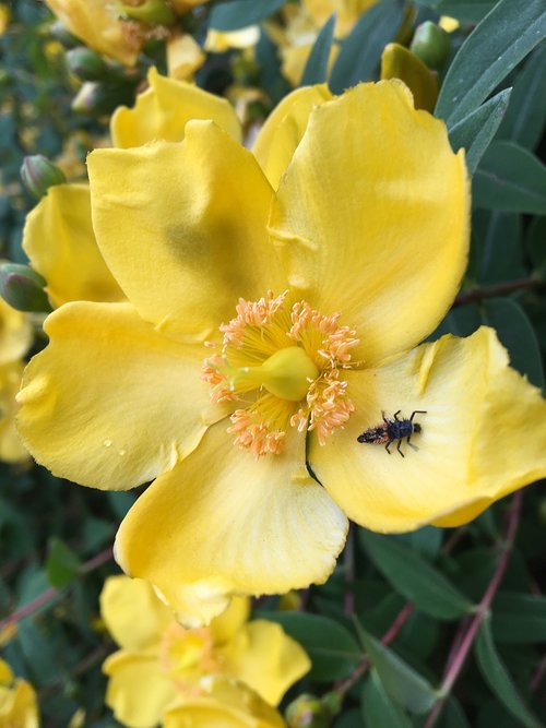 bug  yellow  flowers