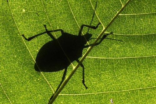 bug  leaf  shadow