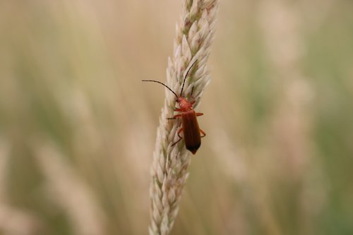 bug  grass  field