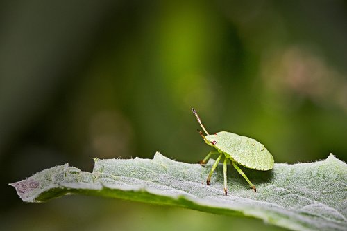 bug  green  forest