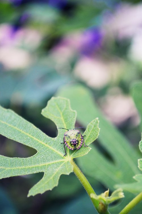 bug  fig  beetle