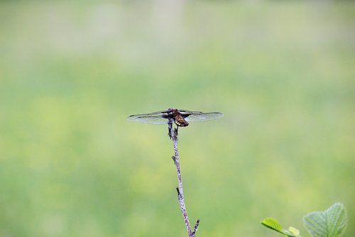 bug  dragonfly  wings