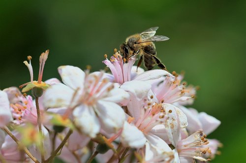 bug  flower  bee