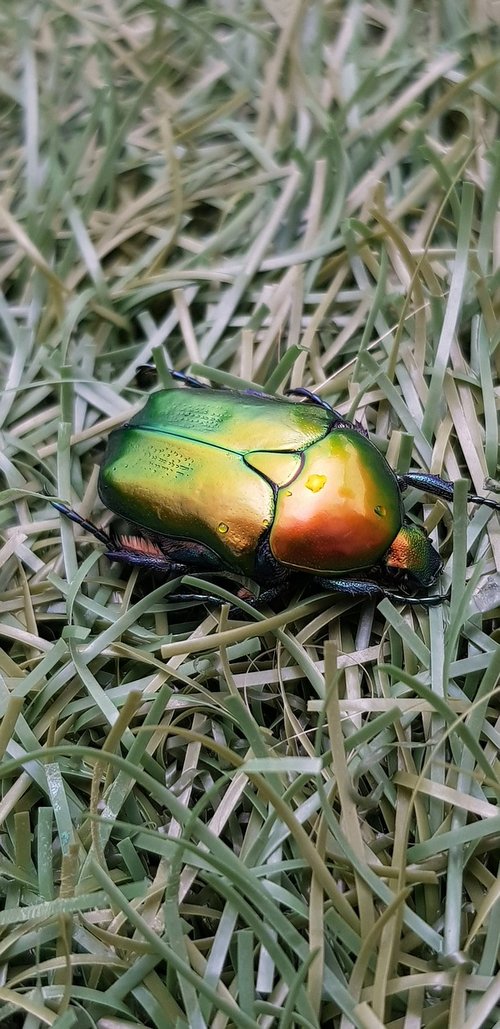 bug  beetle  amazing