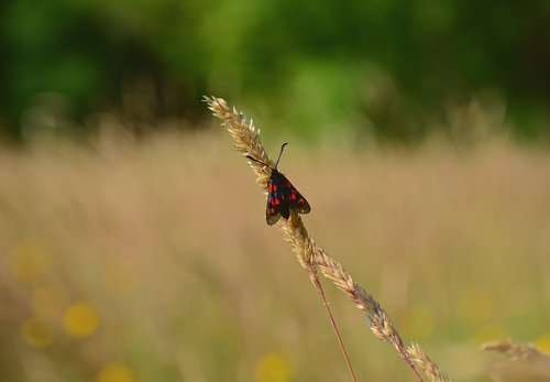 bug  antenna  yellow