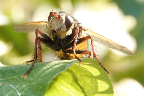 bug  fly  animal