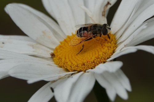 bug  flower  animal