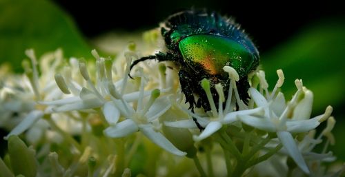 bug shiny flower
