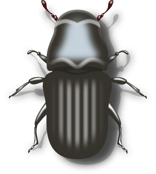 bug beetle insect