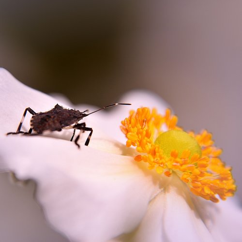 bug  blossom  bloom