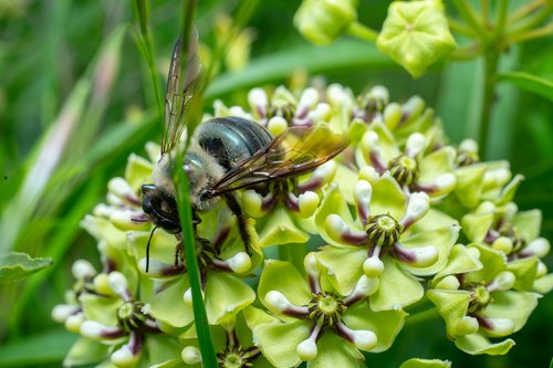 bug  green  flower