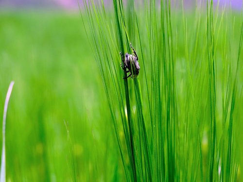 bug  grass  green