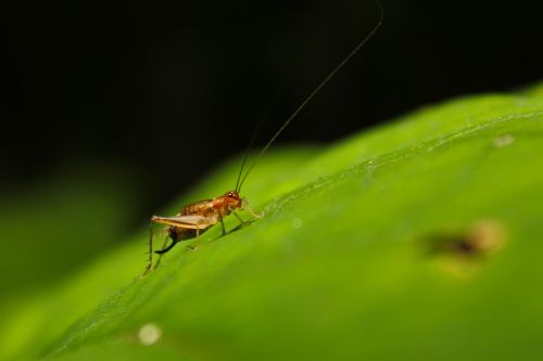 bug cricket leaf