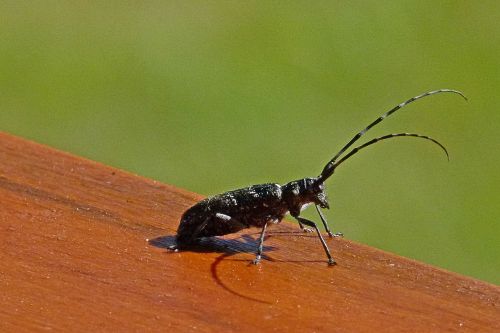 bug insect proboscis