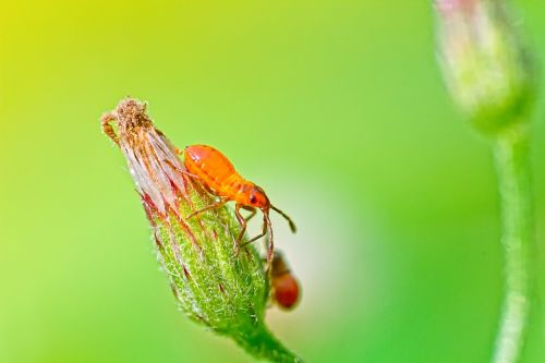 bug insect india