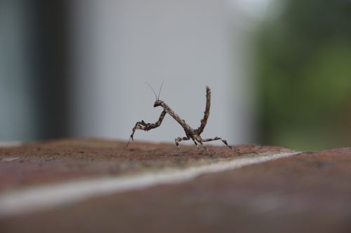 bug pray mantis close-up