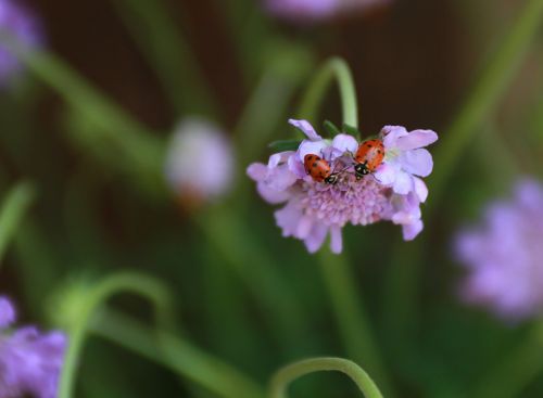 bug insect ladybug