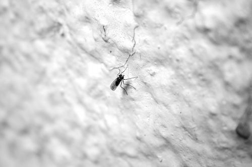 bug mosquito fly