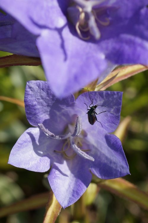 bug purple flower