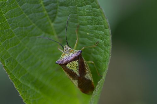 heteroptera bug insect green
