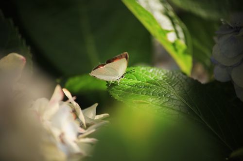 bug butterfly insect