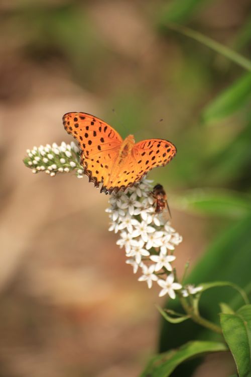 bug butterfly insect