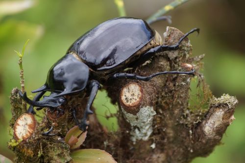 bug animals forest