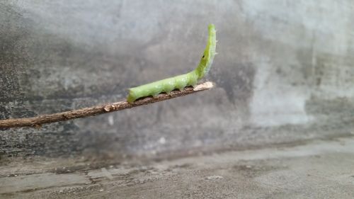 bug insect caterpillar