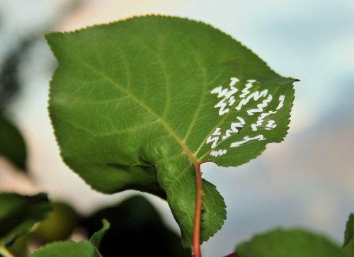 Bug Eaten Pattern On Leaf