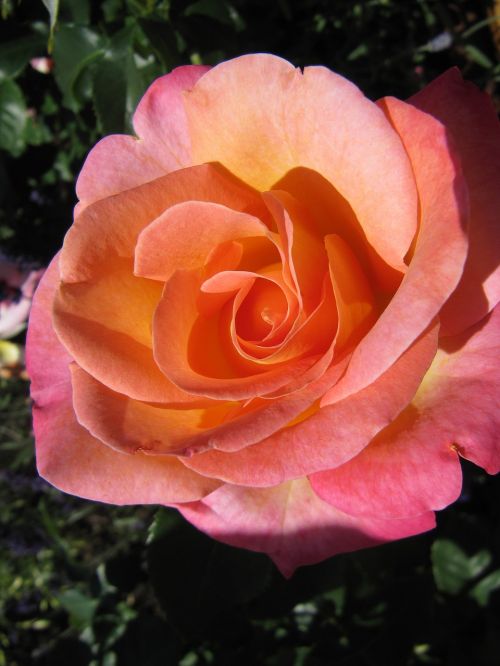 buga flower rose