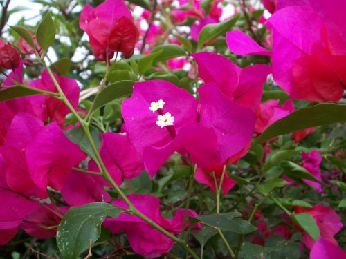 Bougainvillea