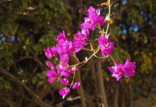 buganvilla flowers purple