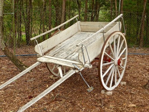 buggy cart horse