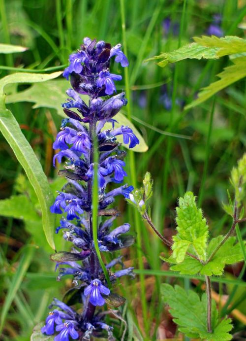 bugle ajuga ajuga günsel