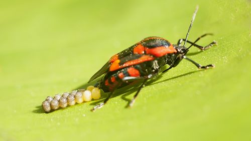 bugs insects red bug