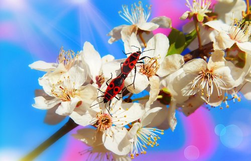 bugs  copulation  insects