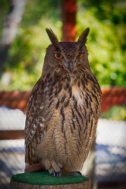 buho owl animal