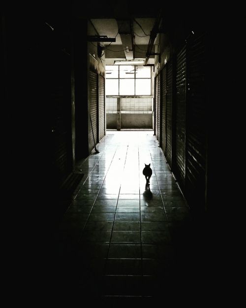 corridor dark cat