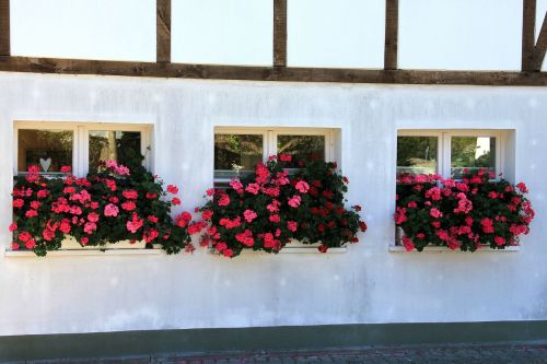 building window flowers