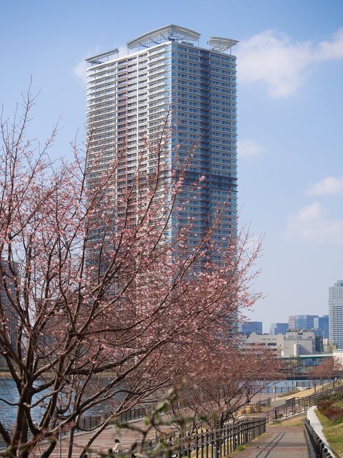 building  cherry blossoms  in cherry