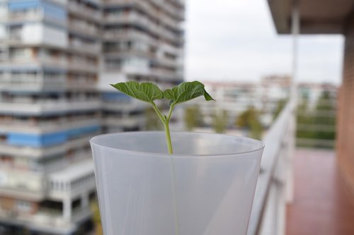 buildings  plants  leaves