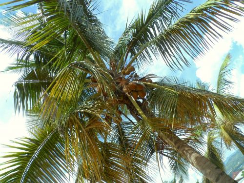 bujumbura burundi palm tree