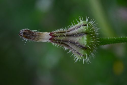 bulb plant green