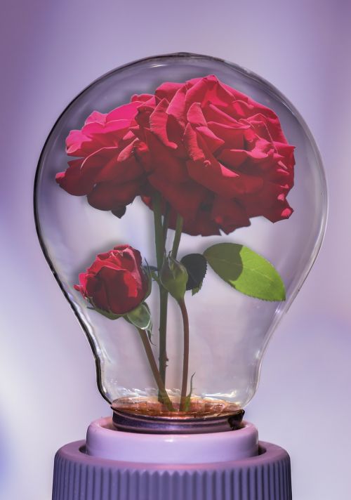 bulb rose light