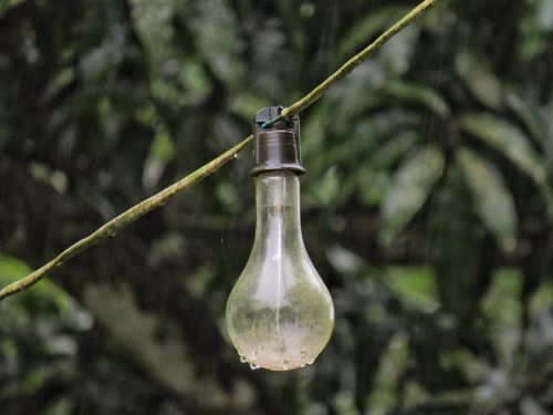bulb light rain