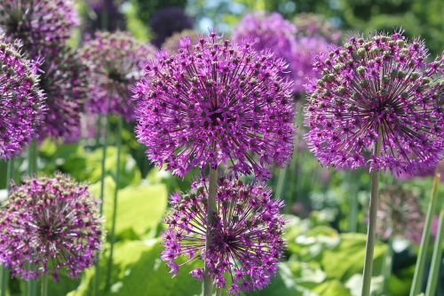 bulb flowers bulbous plant flowers