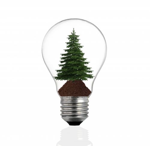 Bulb Light With Pine Tree