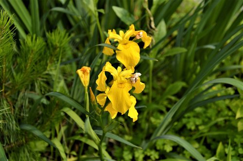 bulbous iris  flowers  plants