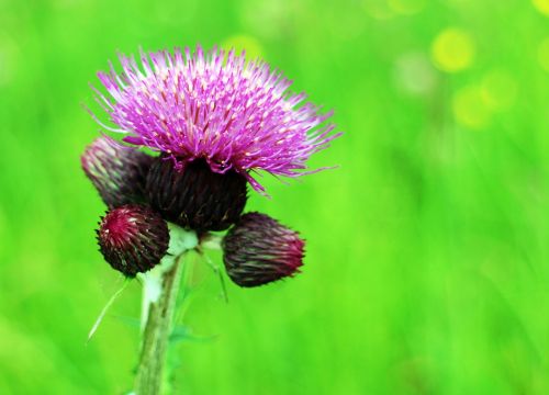 bulbous kratzdistel tuber-kratzdistel thistle